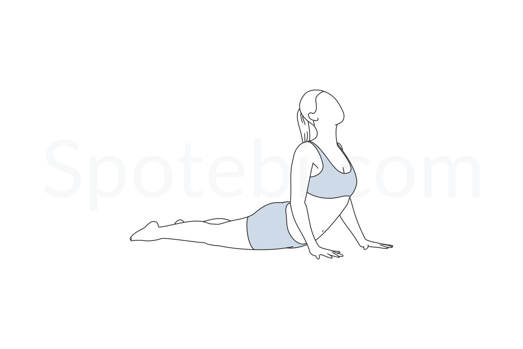 Cobra Pose  Bhujangasana