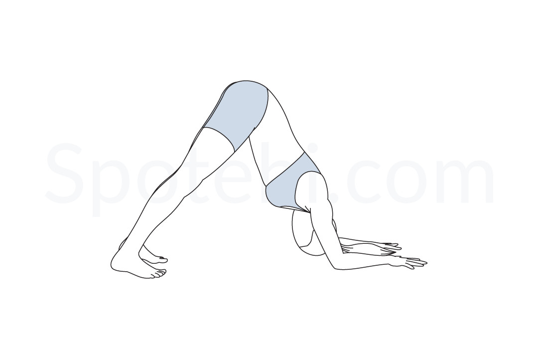 Dolphin Pose  Ardha Pincha Mayurasana